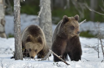 Obraz premium Cubs of Brown Bear (Ursus arctos) after hibernation on the snow in spring forest.