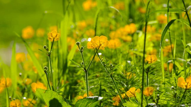 Golden buttercups among the green grass, swaying in the wind