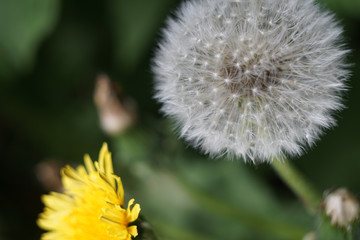 Seeds of dandelion, dandelion