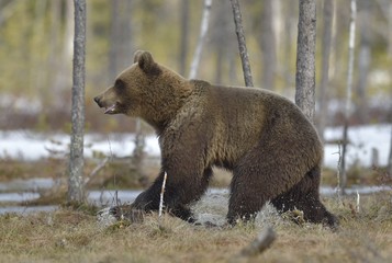 Running adult female of  Brown Bear (Ursus arctos) on a swamp in the spring forest.