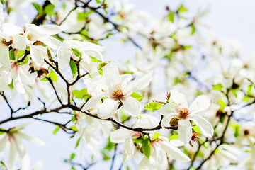 Fototapeta na wymiar magnolia stellata blossoming