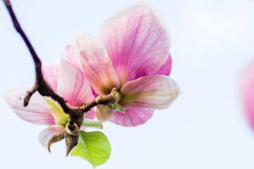 magnolia soulangeana blossoming, spring time