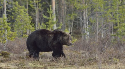 Fototapeta na wymiar Adult male of Brown Bear (Ursus arctos) on the swamp in spring forest.