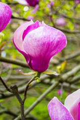 Magnolia. A branch of a blossoming magnolia. Botanical garden wi