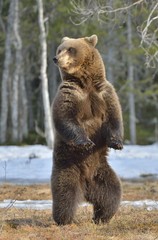 Obraz premium Brown bear (Ursus arctos) standing on his hind legs in spring forest.