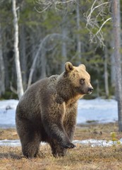 Obraz premium Brown bear (Ursus arctos) standing on his hind legs in spring forest.