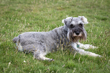 Dog Running and Playing