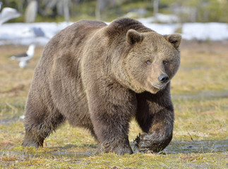 Fototapeta na wymiar Brown Bear (Ursus arctos) in spring forest.