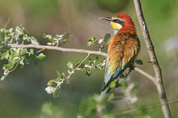 bee eater hidden among the leaves