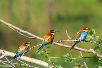 bird of paradise and iridescent feathers