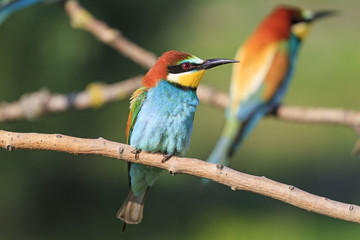 color and silhouette of bird