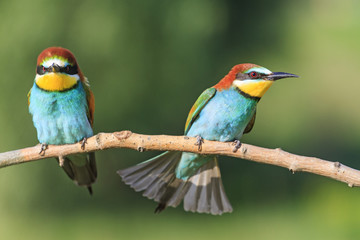 angry birds on a branch