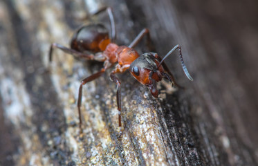 eine Rote Waldameise läuft auf einem alten Holzstamm herum