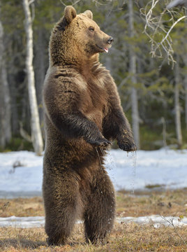 Brown bear (Ursus arctos) standing on his hind legs in spring forest.