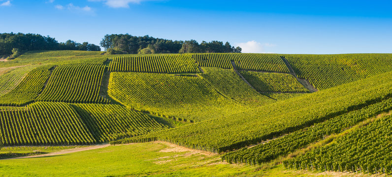 Baroville, Champagne vineyards in the Cote des Bar area of the Aube departm
