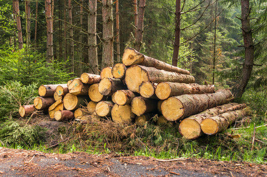 Pile of wood logs on the edge of the forest