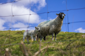 Sheeps and ewe