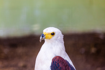 Eagle