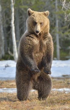 Brown bear (Ursus arctos) standing on his hind legs in spring forest.
