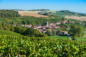 Fototapeta na wymiar Rizaucourt-Buchey, Champagne vineyards in the Cote des Bar area of the Aube department