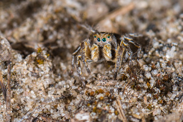 Springspinne (Aelurillus v-insignitus) Männchen in freier Natur einer Heidelandschaft