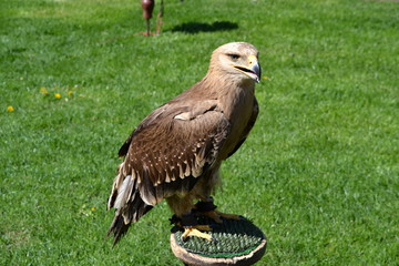 Eagle