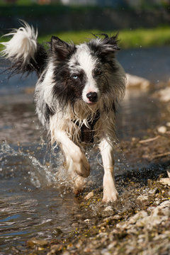 Hund am Fluß