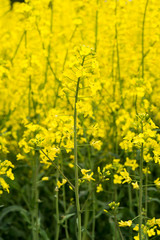 Oilseed
