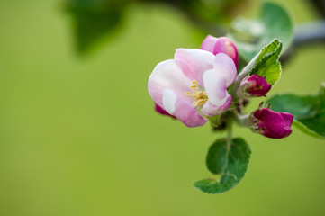 Apple Blossom
