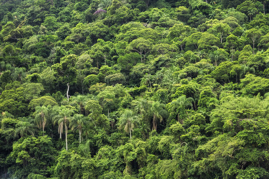 Fototapeta Dense tropical rainforest in Brazil, nature background.