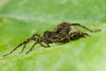 Wolfspinne mit Eier Kokon