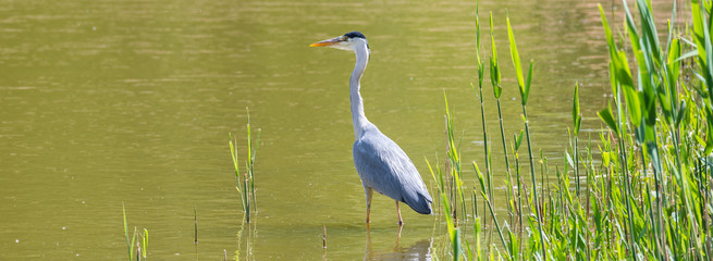Graureiher (Ardea cinerea) steht im Teich auf der Lauer