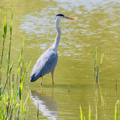 Graureiher (Ardea cinerea) steht im Teich auf der Lauer