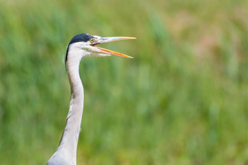 Graureiher (Ardea cinerea) offener Schnabel bei Hitze