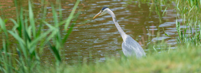 Graureiher (Ardea cinerea) steht im Teich auf der Lauer