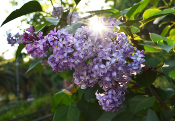 Lilac blooms. A beautiful bunch of lilac closeup. Lilac Flowering. Lilac Bush Bloom. Sun through the lilac branch
