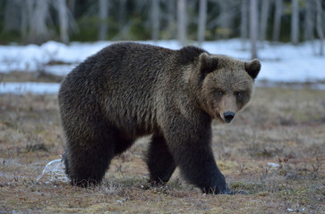 Brown Bear (Ursus arctos) in spring forest.