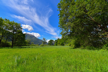 Prato verde con alberi e cielo azzurro