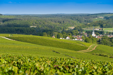 Fototapeta na wymiar Champagne vineyards in the Cote des Bar area of the Aube department Les Riceys