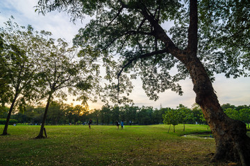 Green Park with tree at Sunset