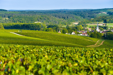 Fototapeta na wymiar Champagne vineyards in the Cote des Bar area of the Aube department Les Riceys