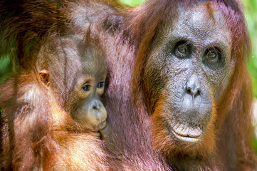 Mother and cub orangutan (Pongo pygmaeus). The close up portrait