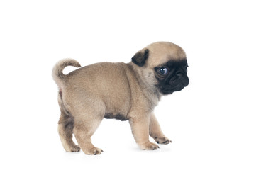 One month pug puppy