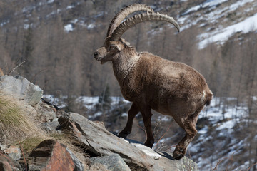 Old Alpine Ibex in Italian Alps