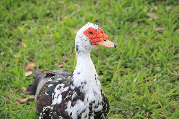 Muscovy duck