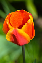 Obraz na płótnie Canvas Tulips in the may garden.
