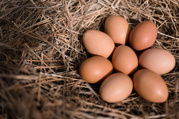 Naklejka na ściany i meble Chicken eggs in hay nest at outdoor
