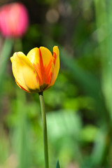 Tulips in the may garden.