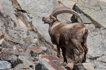 Alpine Ibex in Italian Alps