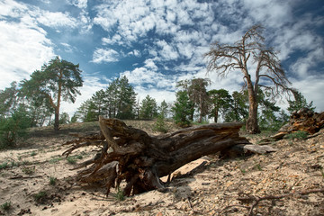 Fototapeta na wymiar Big dropped dead tree with big roots in pine forest